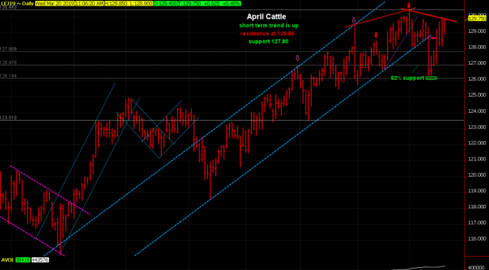 Cattle running upward, testing resistance