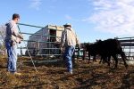 Loading Cattle onto Truck cropped