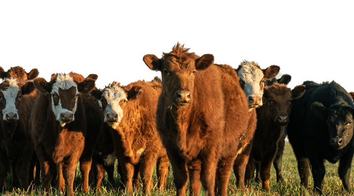 The Hidden Cost of Parasites in Cattle