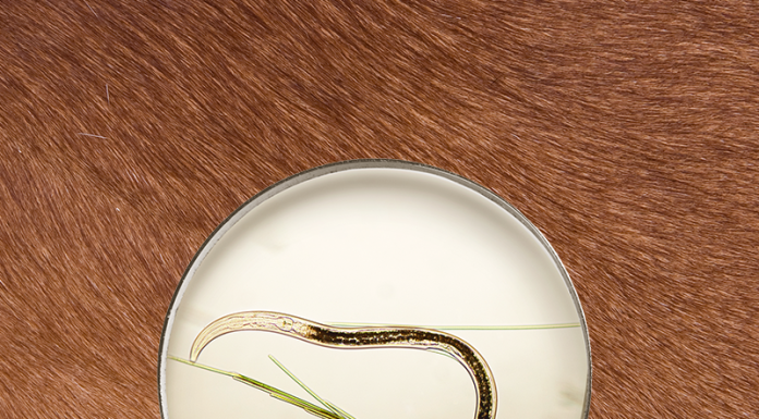 How do you know if your cattle have parasites?