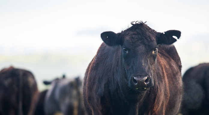Treatment options for parasite control in cattle