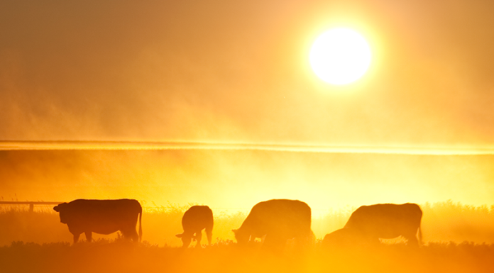 Strategies for overcoming resistance in parasites