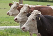 Safety First with Livestock