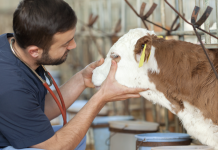 Lethbridge Polytechnic to Launch Pre-Veterinary Medicine Diploma in Fall 2026 Livestock handling training for veterinary students