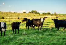Feeding Strategies that Support Beef Cow Health and Performance