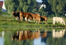 Preparing for Flash Floods: Practical Steps to Protect Livestock and Limit Losses Cattle in pasture at risk of flooding