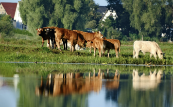 Preparing for Flash Floods: Practical Steps to Protect Livestock and Limit Losses Cattle in pasture at risk of flooding