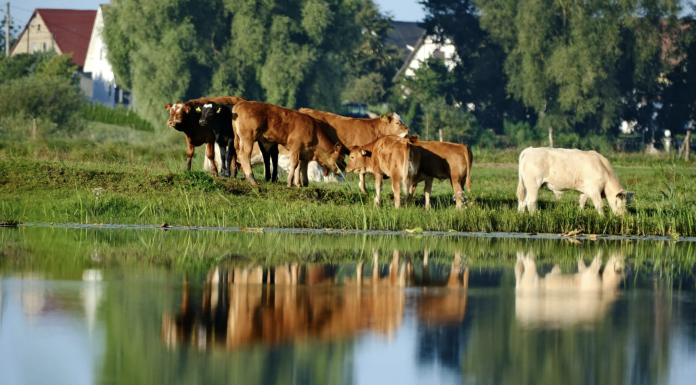Preparing for Flash Floods: Practical Steps to Protect Livestock and Limit Losses Cattle in pasture at risk of flooding
