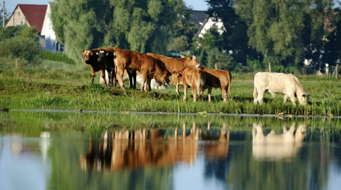Cattle in pasture at risk of flooding